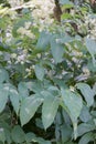 Elk clover, Aralia californica, leaves and white-green flowers